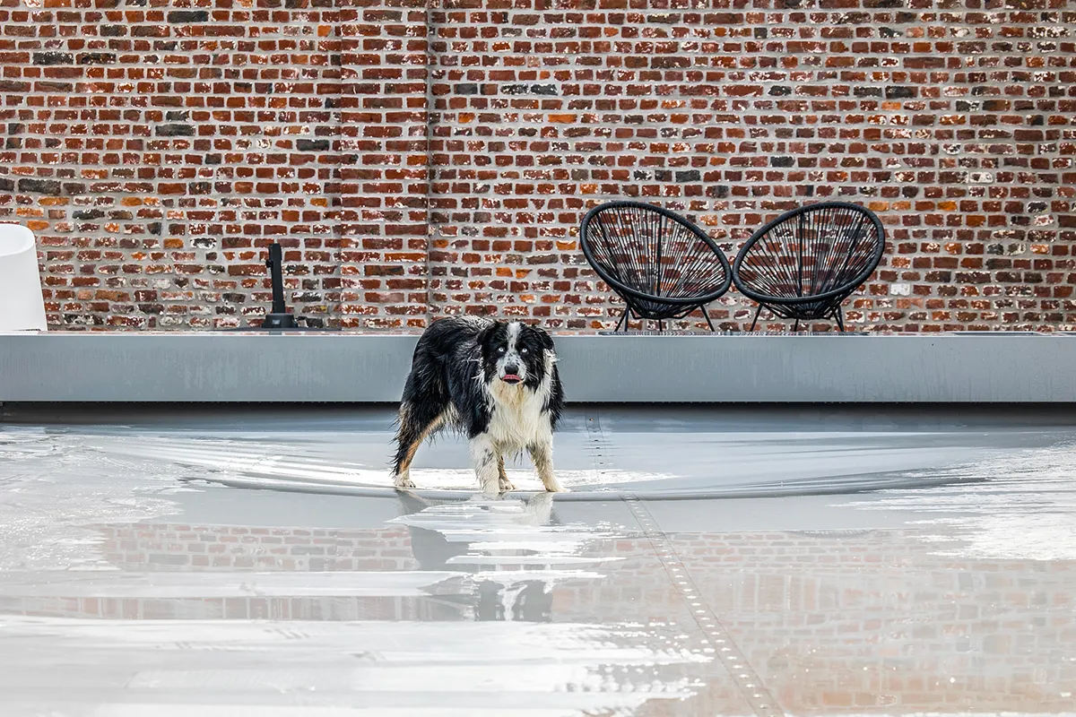 AUSSIE-SHEPHERD-(3) Chien noir et blanc debout sur une bâche grise devant un mur de briques rouges, avec deux fauteuils noirs en arrière-plan.
