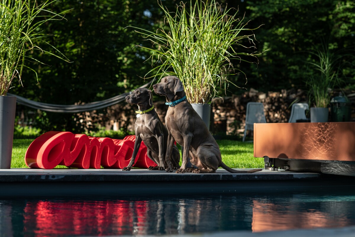 Corten (25)-min Deux chiens assis près d'une piscine, entourés de plantes vertes et d'un mot rouge en arrière-plan.