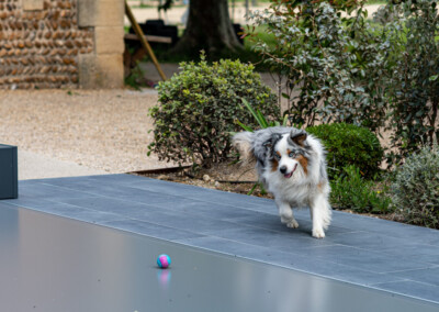 Chien à poil long courant sur une terrasse en dalles grises, près d'une balle colorée, avec des buissons en arrière-plan.